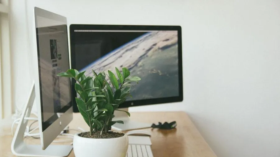 Two computer monitors on a bright desk next to a potted plant