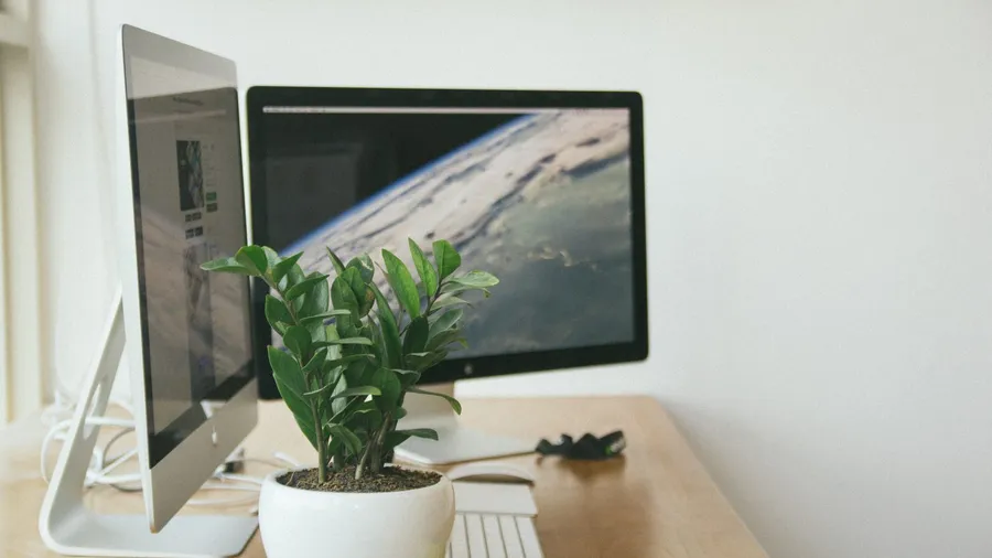 Two displays side by side on a white desk with a plant